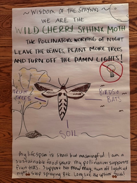 An illustration of a wild cherry sphinx moth and its contribution to biodiversity.