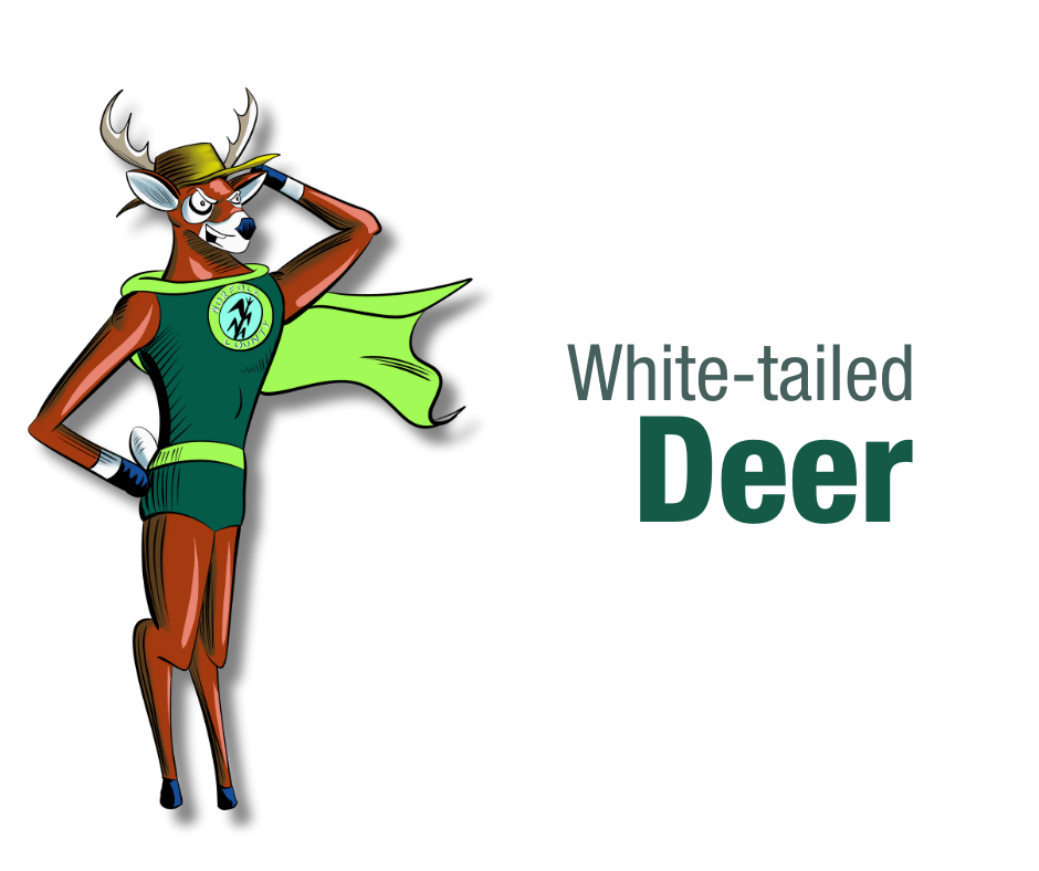 Ward 3 – The White-Tailed Deer