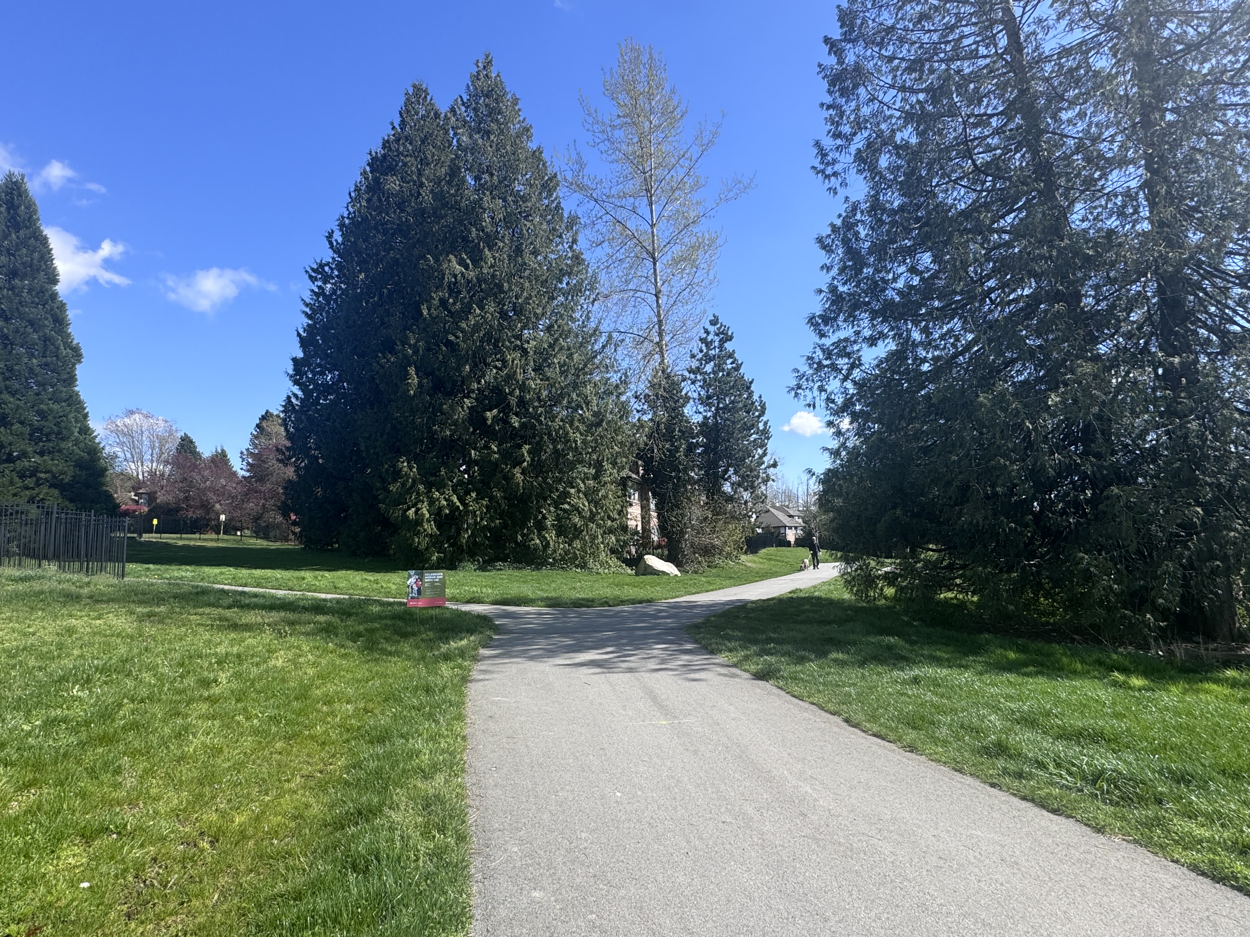 A sunny park scene with a paved path curving between tall evergreen trees and lush green grass.