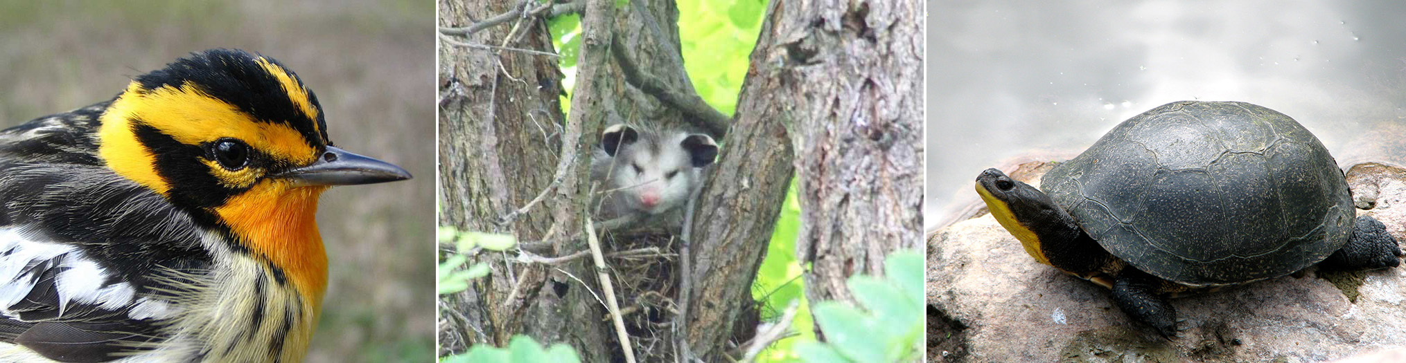 The connection between plants and animals in the spruce forest The connection between plants and animals in the spruce forest
