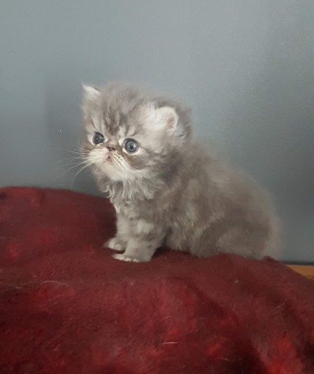 Persian O Sweet Persian S Cattery Eleveurs Ca