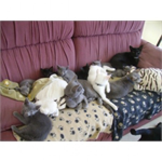 Liste Of Cats Of The Russian Blue Race Eleveurs Ca