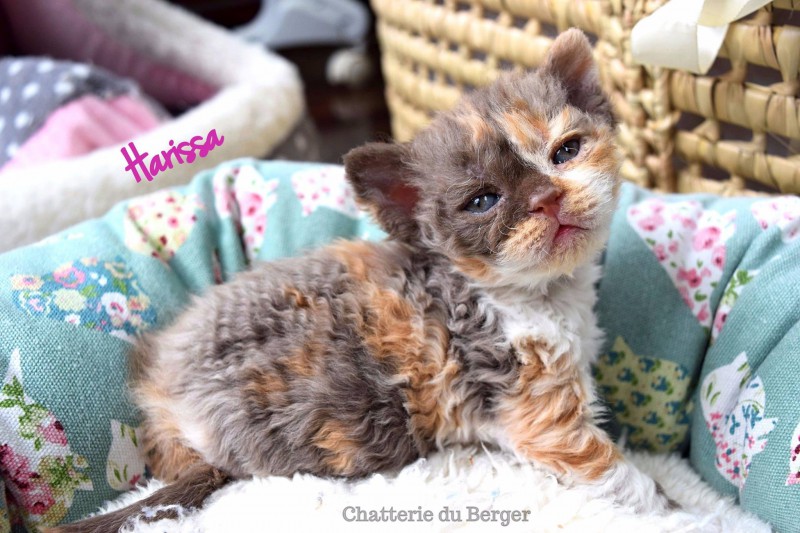 Du Berger Selkirk Rex Cattery Eleveurs Ca