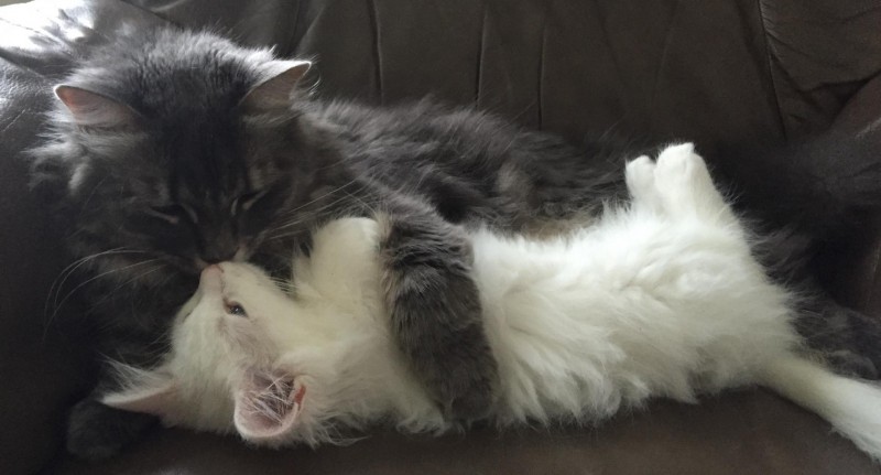 Siberian Quebec Cattery Eleveurs Ca