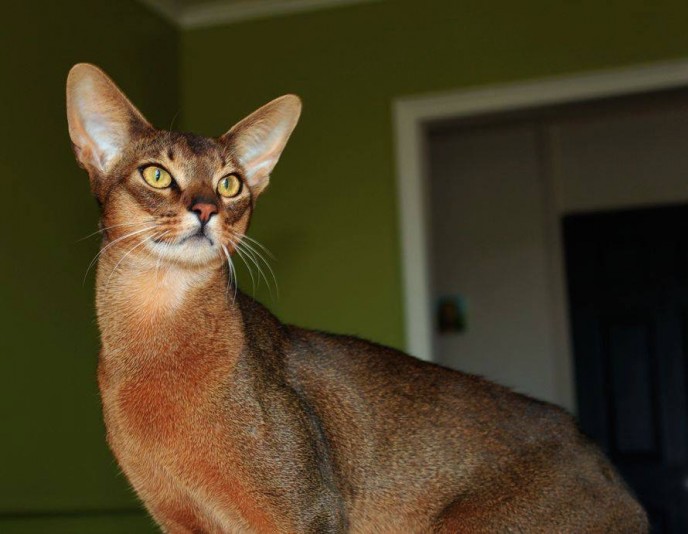 Shinkara Abyssinian Cattery | Eleveurs.ca