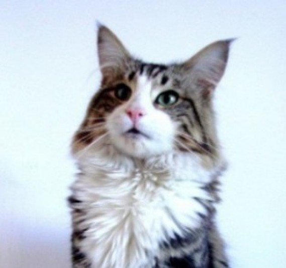 Norwegian Forest Cat Lucykatts Cattery Eleveurs Ca Norwegian Forest Cat Lucykatts Cattery Eleveurs Ca
