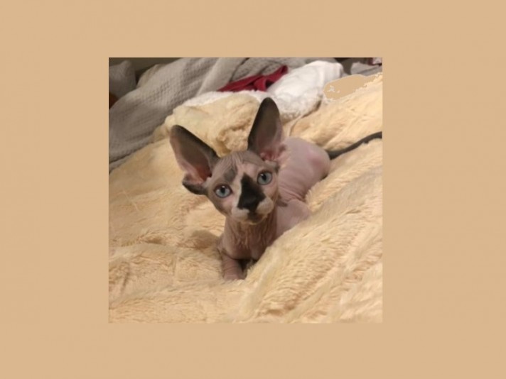 Liste Of Cats Of The Sphynx Race Eleveurs Ca