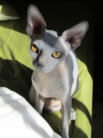 Liste Of Cats Of The Sphynx Race Eleveurs Ca