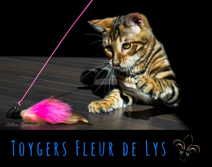 Toygers Fleur De Lys Cattery Eleveurs Ca