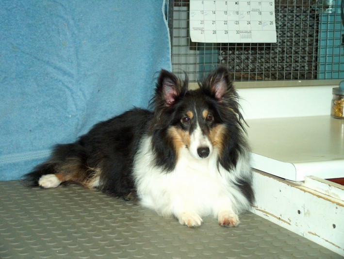 Domaine Beau Reve Shetland Sheepdog breeder | Eleveurs