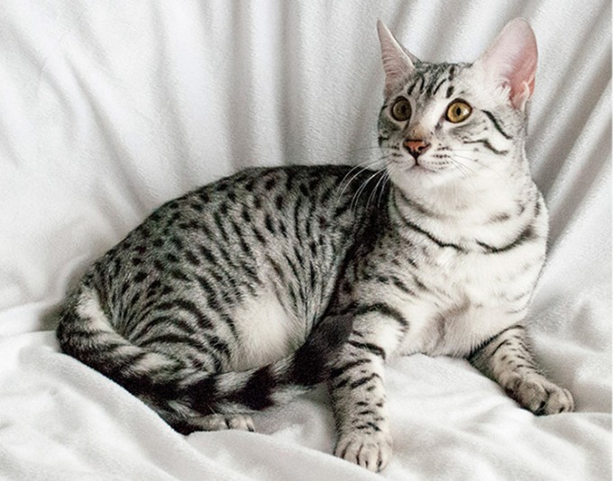 Egyptian Mau La griffe Roze Cattery Eleveurs.ca