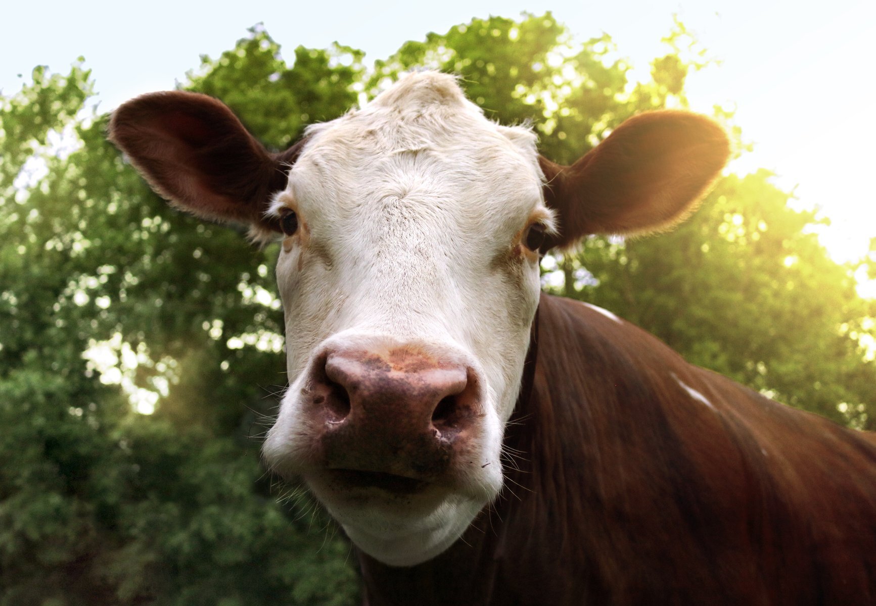 Should we be worried about bird flu? - Espresso Mag