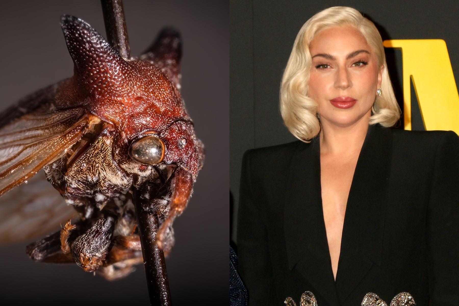 20 animal species named after celebrities Espresso Mag