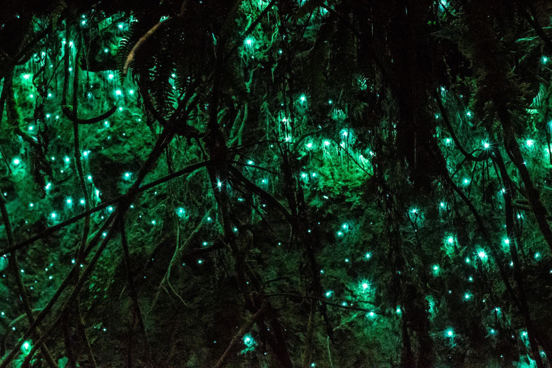 Bioluminescent organisms: 15 incredible glowing species - Espresso Mag