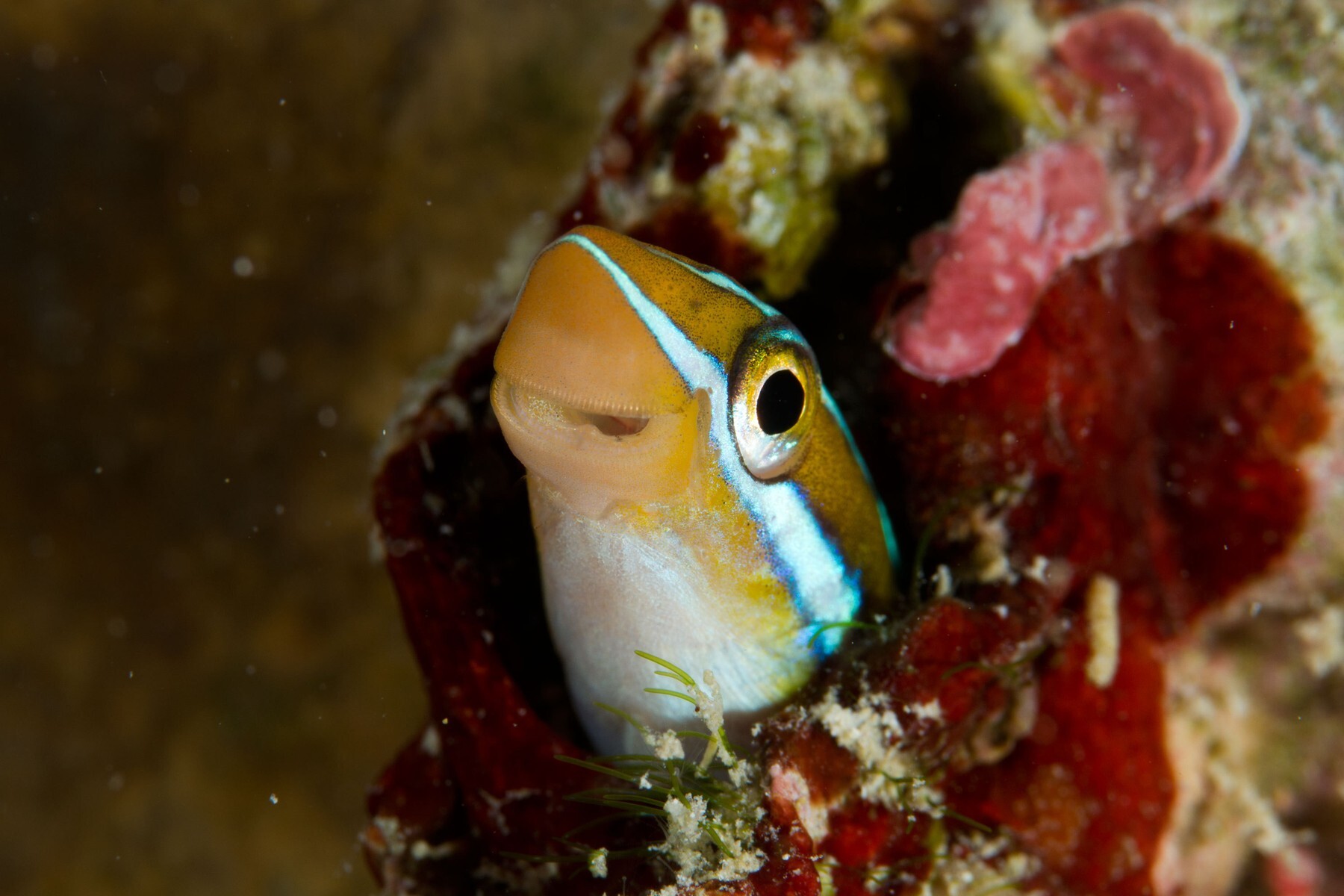 The mysteries of Earth’s oceans in pictures - Espresso Mag