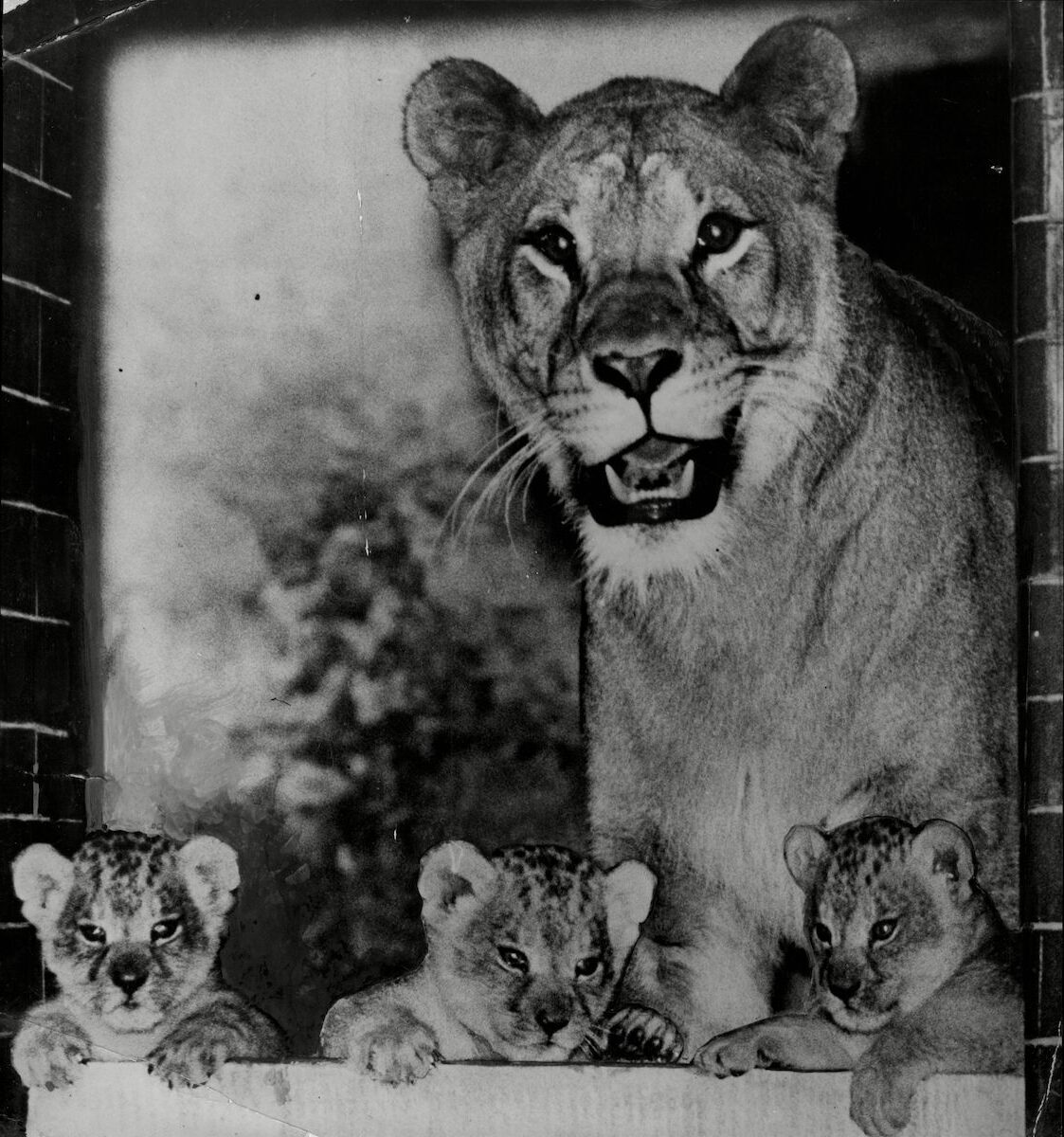 Historical pictures of old zoos from the last centuries - Espresso Mag