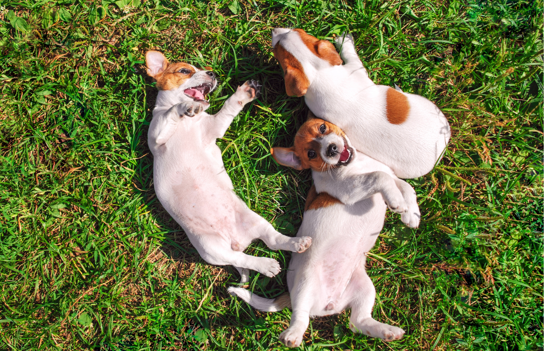 These smiling animals will brighten your day - Espresso Mag