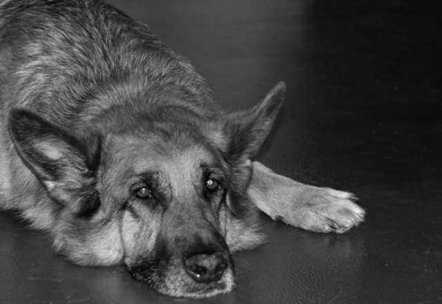 Partner Photo  (252592)