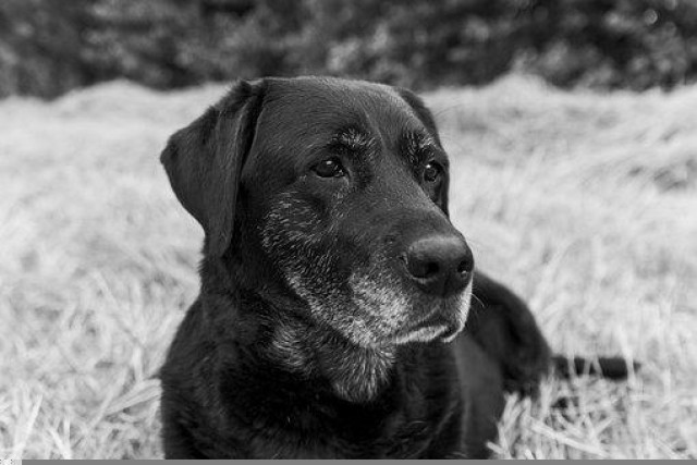 Partner Photo  (252586)