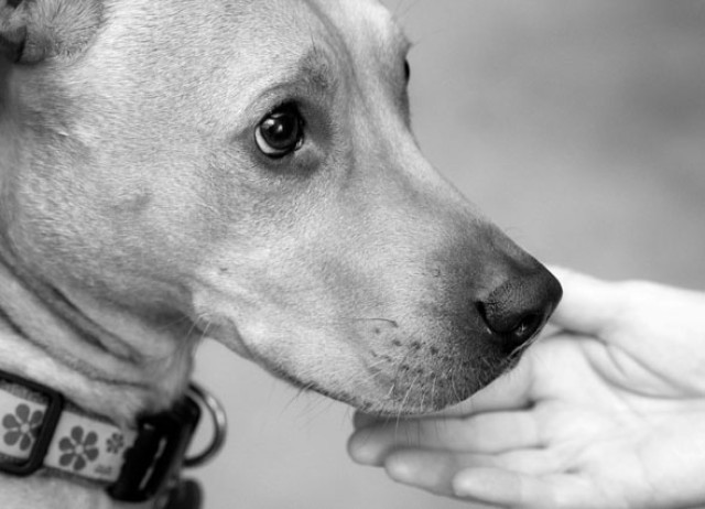 Partner Photo  (252587)