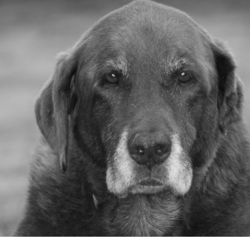 Partner Photo  (252594)