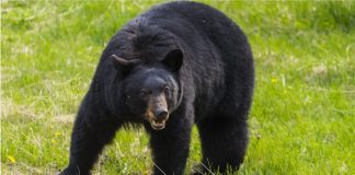خطر حمله خرس سیاه به کاناناسکیس