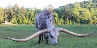 پونچو رکورد درازترین شاخ گاو جهان را شکست