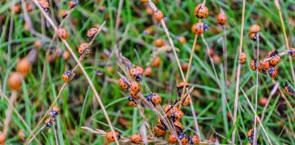 توده هوای کفشدوزکی!