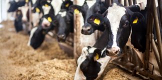 واکنش آلبرتا به توقف واردات گوشت توسط چین