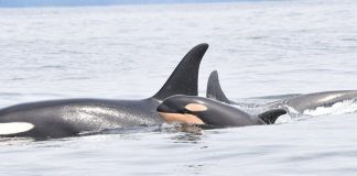 نهنگهای قاتل در خلیج بریتیشکلمبیا