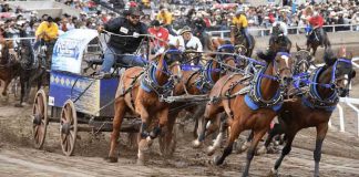 مرگ ۶ اسب در مسابقات چاگواگن کلگری استمپید