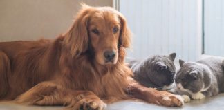 راهنمای مراقبت از سگهای حساس در هوای گرم