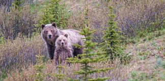 مسدود شدن چندین مسیر پیادهروی در Canmore به دلیل مشاهده خرس