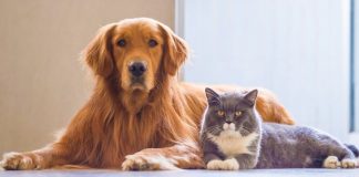 اگر حیوان خانگی دارید آگاهی از این نکات برای شما ضروری است