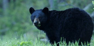 تشکیل پرونده حقوقی به خاطر دفاع از جان خرسهای سیاه