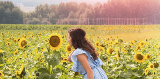 شکوفا شدن گلهای آفتابگردان Bowden SunMaze