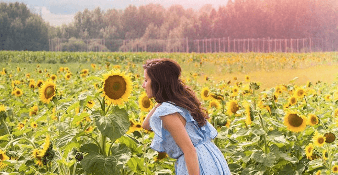 شکوفا شدن گلهای آفتابگردان Bowden SunMaze