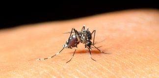 مشاهده اولین مورد ابتلا به ویروس West Nile در تورنتو، سال 2019