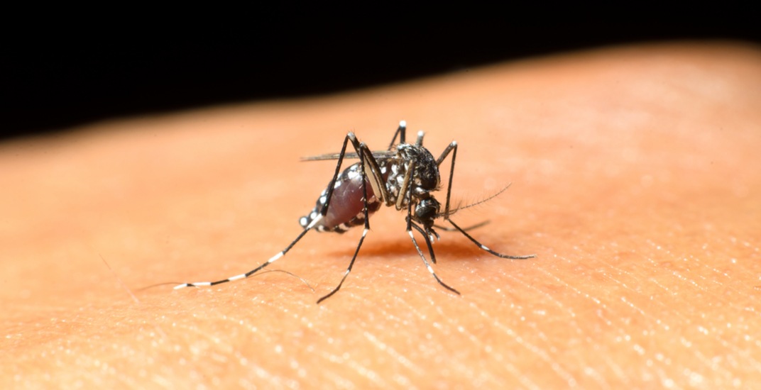 مشاهده اولین مورد ابتلا به ویروس West Nile در تورنتو، سال 2019