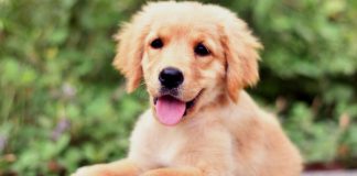 PetSmart و واگذاری صدها حیوان خانگی نیازمند سرپرست در کانادا