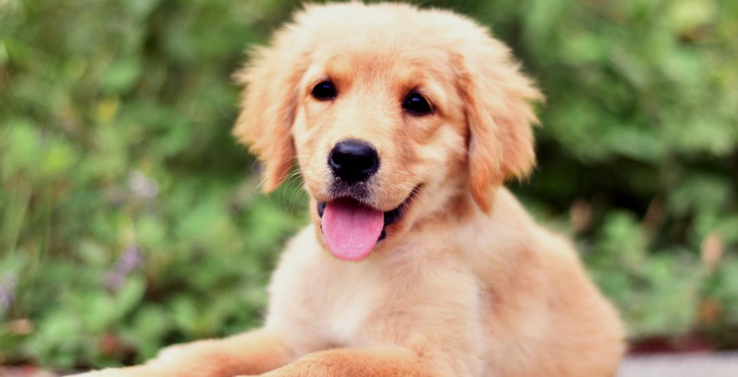 PetSmart و واگذاری صدها حیوان خانگی نیازمند سرپرست در کانادا