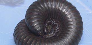 کشف و ضبط بیش از ۲,۰۰۰ عنکبوت، عقرب و مار در خانهای در سوری، بریتیش کلمبیا