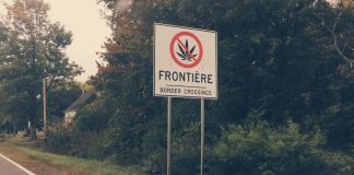 4 نکته مهم که مصرفکنندگان کانابیس پیش از ورود به آمریکا باید بدانند