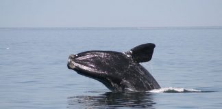 افزایش خطر انقراض والهای North Atlantic right