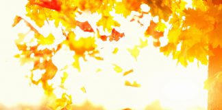 25 فعالیت موردعلاقه کاناداییها برای فصل پاییز