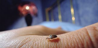 هرآنچه باید درمورد ساس و از بین بردن آن بدانید Bedbugs