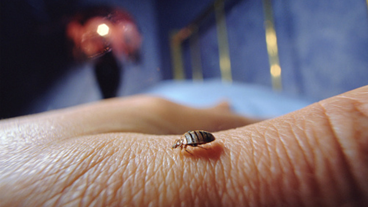 هرآنچه باید درمورد ساس و از بین بردن آن بدانید Bedbugs