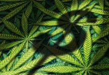 اولین سال صنعت قانونی کانابیس، برای سرمایهگذارهای بورس فاجعهآمیز بود