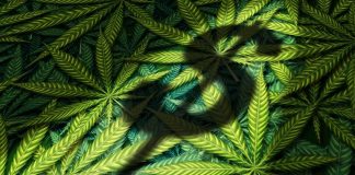 اولین سال صنعت قانونی کانابیس، برای سرمایهگذارهای بورس فاجعهآمیز بود