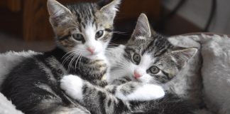 تخفیف 50 درصدی سرپرستی حیوانات در کلگری